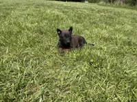 Pittsburgh, a male Belgian Malinois for sale in Cincinnati, OH – Photo 7 of 7
