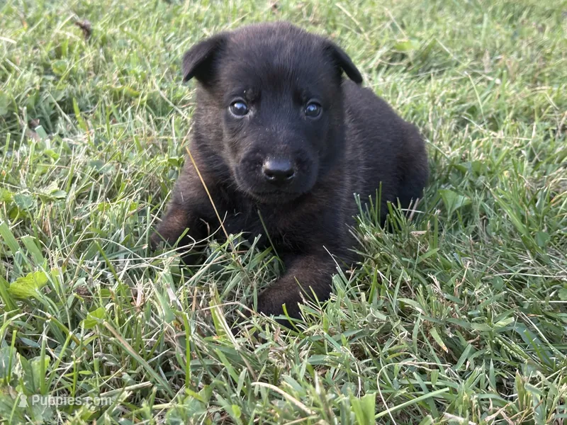 Clark Kent (dark blue) – Belgian Malinois puppy for sale in Peebles, OH