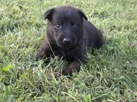 Clark Kent (dark blue), a male Belgian Malinois for sale in Peebles, OH – 6 of 8