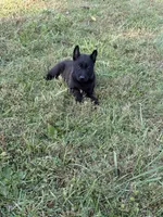 Clark Kent (dark blue), a male Belgian Malinois for sale in Peebles, OH – 3 of 8