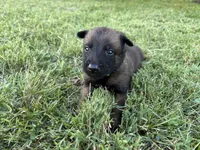 James Bond (light green), a male Belgian Malinois for sale in Peebles, OH – 5 of 9