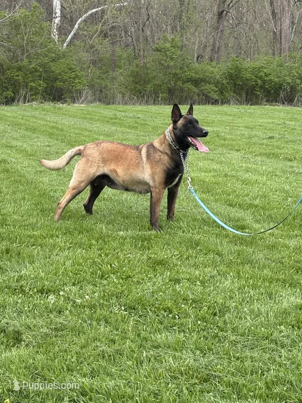 Belle – Belgian Malinois puppy for sale in Cincinnati, OH