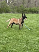 Belle, a female Belgian Malinois for sale in Cincinnati, OH – 1 of 1