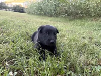 Indiana Jones (black), a male Belgian Malinois for sale in Peebles, OH – 6 of 7