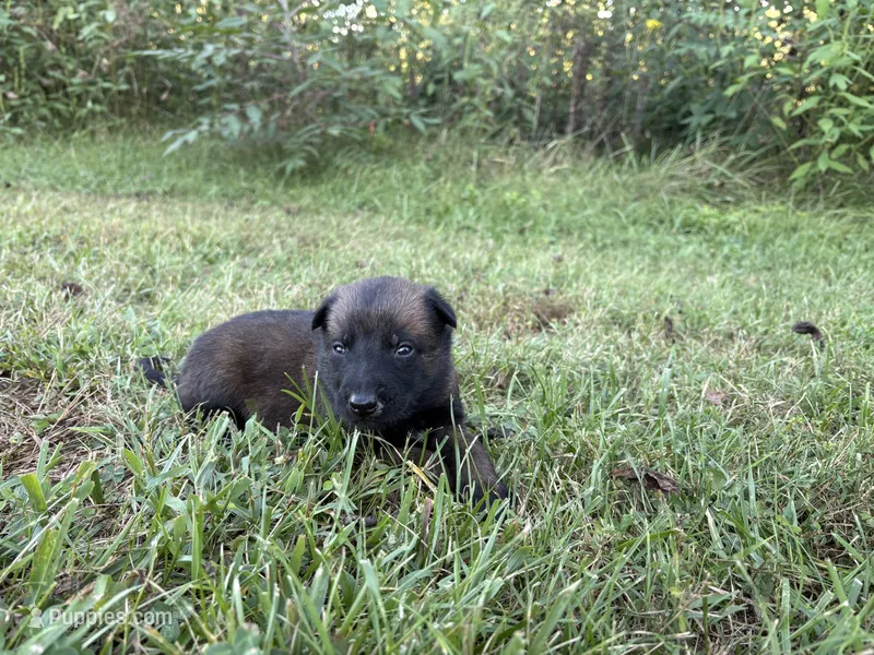 James Bond (light green) – Belgian Malinois puppy for sale in Peebles, OH