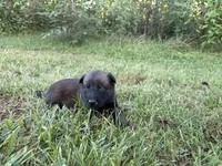 James Bond (light green), a male Belgian Malinois for sale in Peebles, OH – 8 of 9
