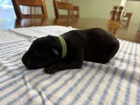  Bruce Wayne (dark green), a male Belgian Malinois for sale in Peebles, OH – 2 of 3