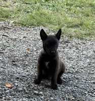 Sherlock Holmes (brown), a male Belgian Malinois for sale in Peebles, OH – 2 of 8
