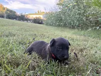 Harry Potter (red), a male Belgian Malinois for sale in Peebles, OH – 2 of 10