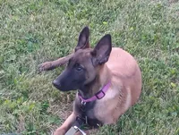 Cheyenne, a female Belgian Malinois for sale in Cincinnati, OH – 4 of 10
