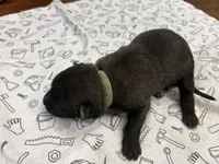 Hickory (green), a male Belgian Malinois for sale in Peebles, OH – 6 of 8