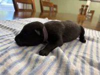 Princess Leia (Purple), a female Belgian Malinois for sale in Peebles, OH – 1 of 1
