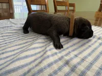 Sherlock Holmes (brown), a male Belgian Malinois for sale in Peebles, OH – 2 of 2