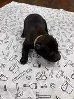 Willow (pink), a female Belgian Malinois for sale in Peebles, OH – 3 of 5