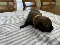 Katniss Everdeen (medium green), a female Belgian Malinois for sale in Peebles, OH – 2 of 3