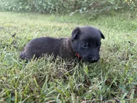 Harry Potter (red), a male Belgian Malinois for sale in Peebles, OH – 5 of 10
