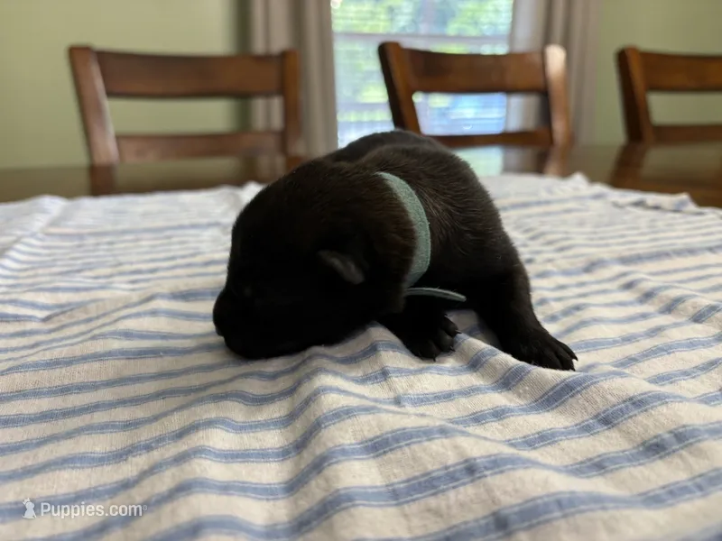 Peter Parker (light blue) – Belgian Malinois puppy for sale in Peebles, OH