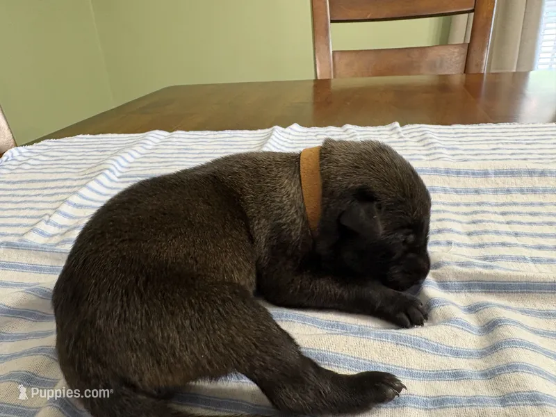 Sherlock Holmes (brown) – Belgian Malinois puppy for sale in Peebles, OH