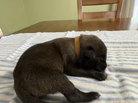 Sherlock Holmes (brown), a male Belgian Malinois for sale in Peebles, OH – 1 of 2