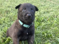 Clark Kent (dark blue), a male Belgian Malinois for sale in Peebles, OH – 7 of 8
