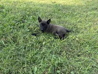 Sherlock Holmes (brown), a male Belgian Malinois for sale in Peebles, OH – 3 of 8