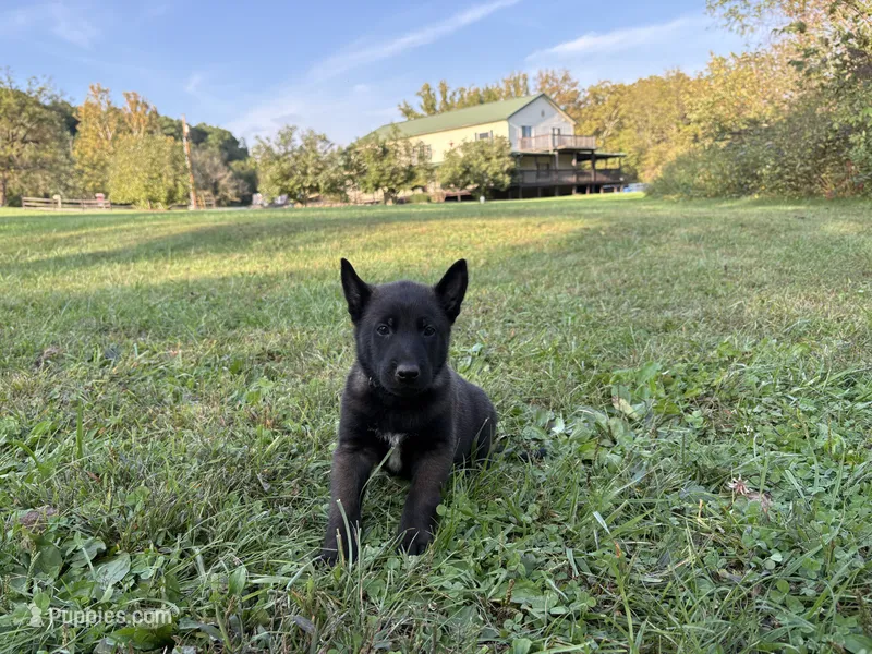  Bruce Wayne (dark green) – Belgian Malinois puppy for sale in Peebles, OH