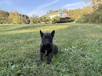  Bruce Wayne (dark green), a male Belgian Malinois for sale in Peebles, OH – 1 of 7