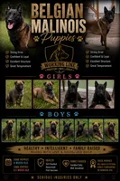 Cheyenne, a female Belgian Malinois for sale in Cincinnati, OH – 7 of 10