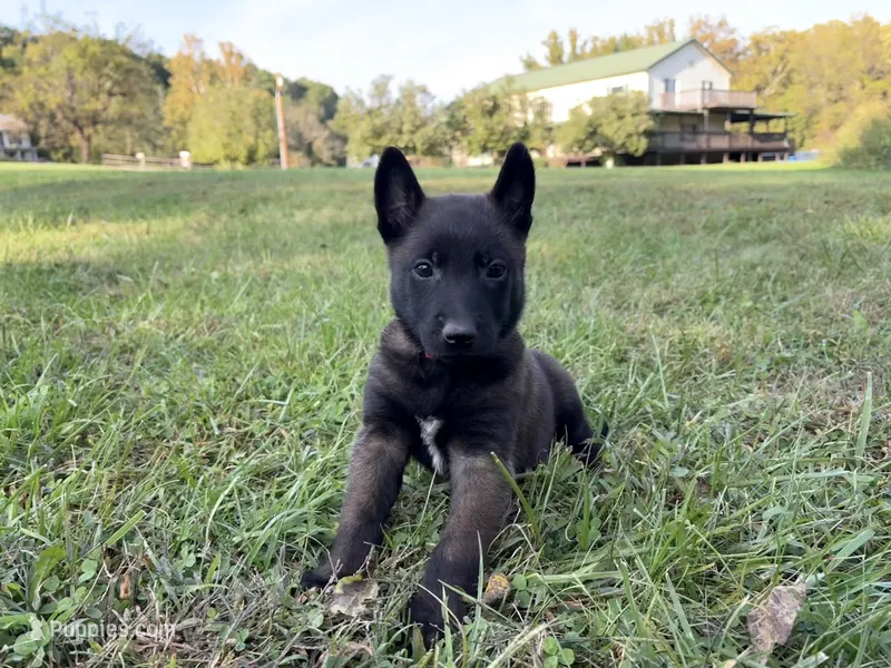 Harry Potter (red) – Belgian Malinois puppy for sale in Peebles, OH
