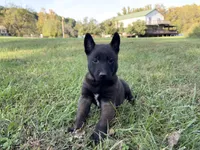 Harry Potter (red), a male Belgian Malinois for sale in Peebles, OH – 1 of 5