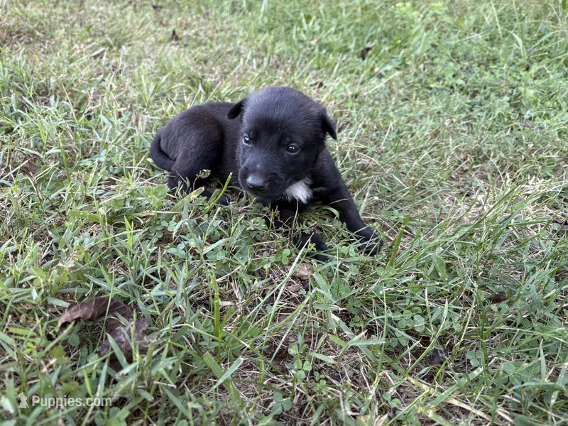 Princess Leia (Purple) – Belgian Malinois puppy for sale in Peebles, OH