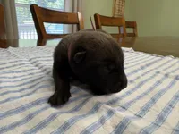 Holly Golightly (Dark pink), a female Belgian Malinois for sale in Peebles, OH – 2 of 2
