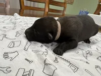 Willow (pink), a female Belgian Malinois for sale in Peebles, OH – 4 of 5