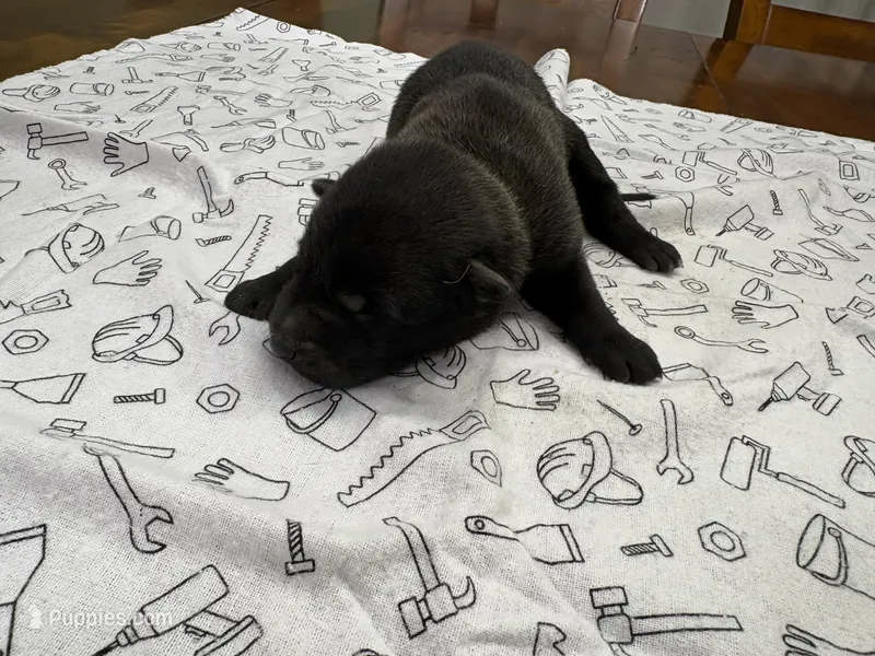 Hickory (green) – Belgian Malinois puppy for sale in Peebles, OH