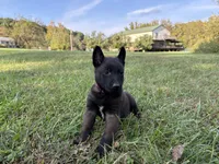 Harry Potter (red), a male Belgian Malinois for sale in Peebles, OH – 2 of 5
