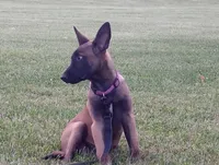 Cheyenne, a female Belgian Malinois for sale in Cincinnati, OH – 2 of 10