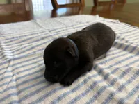 Clark Kent (dark blue), a male Belgian Malinois for sale in Peebles, OH – 2 of 2