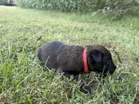 Harry Potter (red), a male Belgian Malinois for sale in Peebles, OH – 7 of 10
