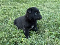 Indiana Jones (black), a male Belgian Malinois for sale in Peebles, OH – 4 of 7