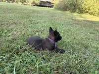 Princess Leia (Purple), a female Belgian Malinois for sale in Peebles, OH – 4 of 7