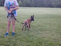 Cheyenne, a female Belgian Malinois for sale in Cincinnati, OH – 3 of 10