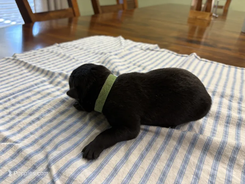  Bruce Wayne (dark green) – Belgian Malinois puppy for sale in Peebles, OH