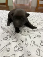 Maple (purple), a female Belgian Malinois for sale in Peebles, OH – 3 of 5