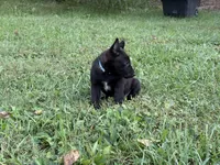 Clark Kent (dark blue), a male Belgian Malinois for sale in Peebles, OH – 2 of 8