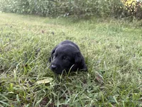 Indiana Jones (black), a male Belgian Malinois for sale in Peebles, OH – 5 of 7