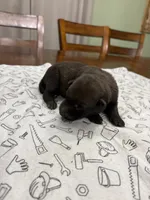 Maple (purple), a female Belgian Malinois for sale in Peebles, OH – 4 of 5