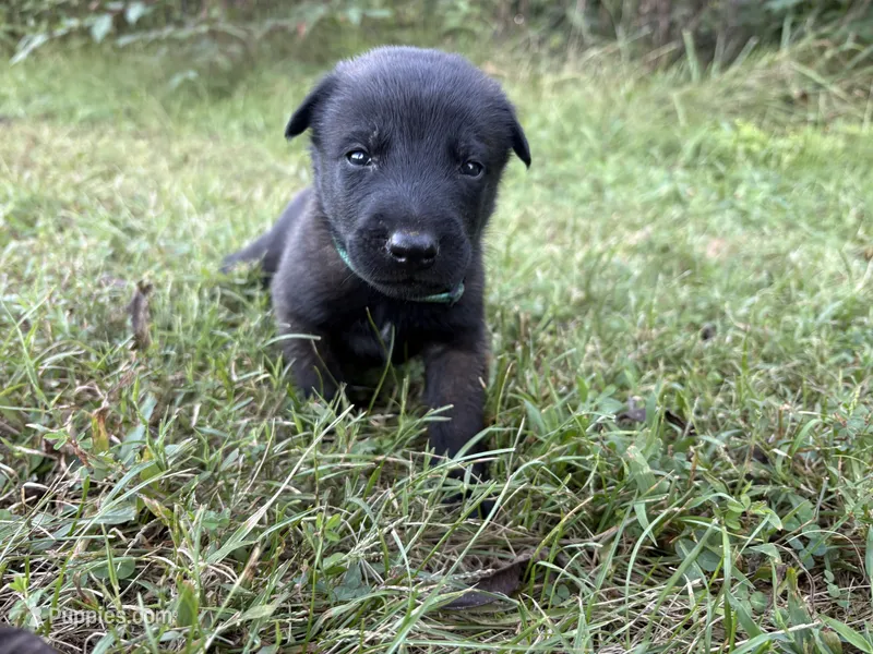 Peter Parker (light blue) – Belgian Malinois puppy for sale in Peebles, OH