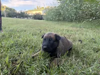 Katniss Everdeen (yellow), a female Belgian Malinois for sale in Peebles, OH – 5 of 9