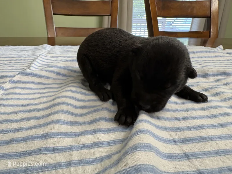 Elle Woods (white) – Belgian Malinois puppy for sale in Peebles, OH