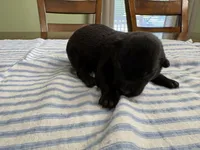 Elle Woods (white), a female Belgian Malinois for sale in Peebles, OH – 1 of 3
